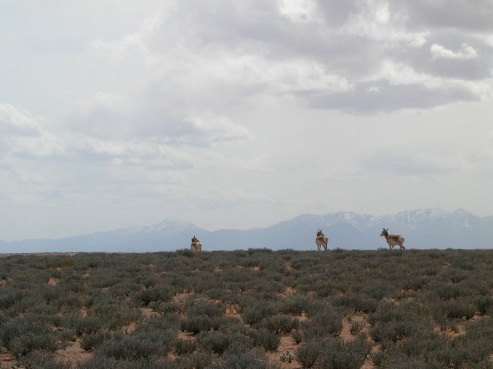 Pronghorn in front of the Henry Mountains, the last explored mountain range in the lower 48.